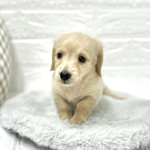愛知県のミニチュアダックスフンド(ロング) (犬の家＆猫の里豊川インター店/2026年3月22日生まれ/女の子/イエロー)の子犬の4枚目の画像