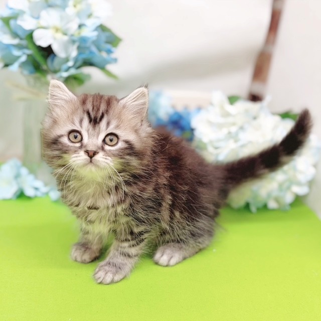静岡県のマンチカン (犬の家＆猫の里藤枝店/2026年3月24日生まれ/男の子/シルバータビー)の子猫の4枚目の画像