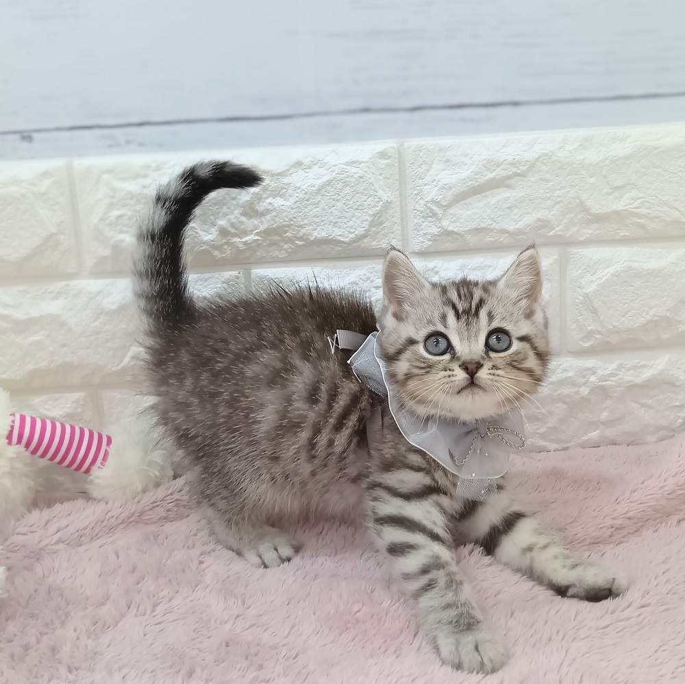 静岡県のマンチカン (犬の家＆猫の里アミーゴ浜松和田店/2026年3月24日生まれ/男の子/シルバータビー)の子猫の1枚目の画像