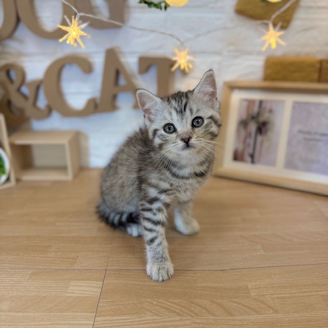 千葉県のマンチカン (犬の家＆猫の里ワンズモール稲毛店/2026年3月24日生まれ/女の子/シルバータビー)の子猫の1枚目の画像