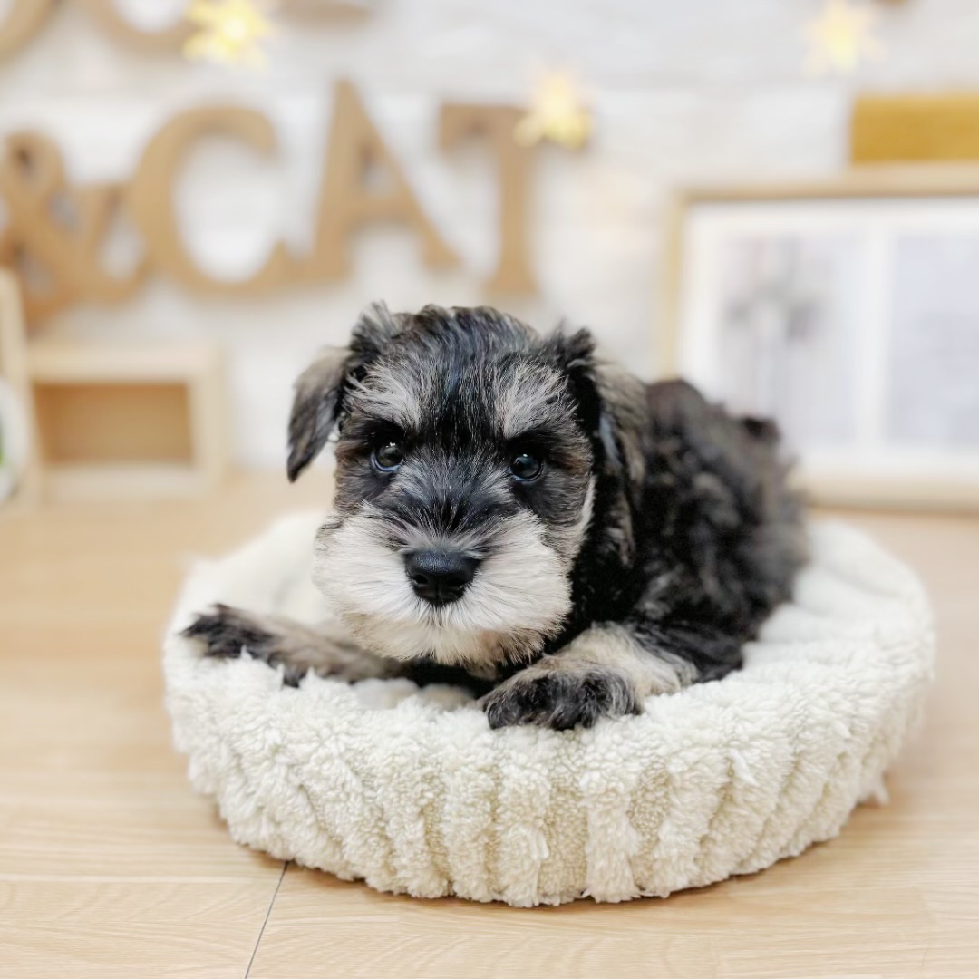 千葉県のミニチュアシュナウザー (犬の家＆猫の里ワンズモール稲毛店/2026年3月23日生まれ/男の子/ソルトペッパー)の子犬の1枚目の画像