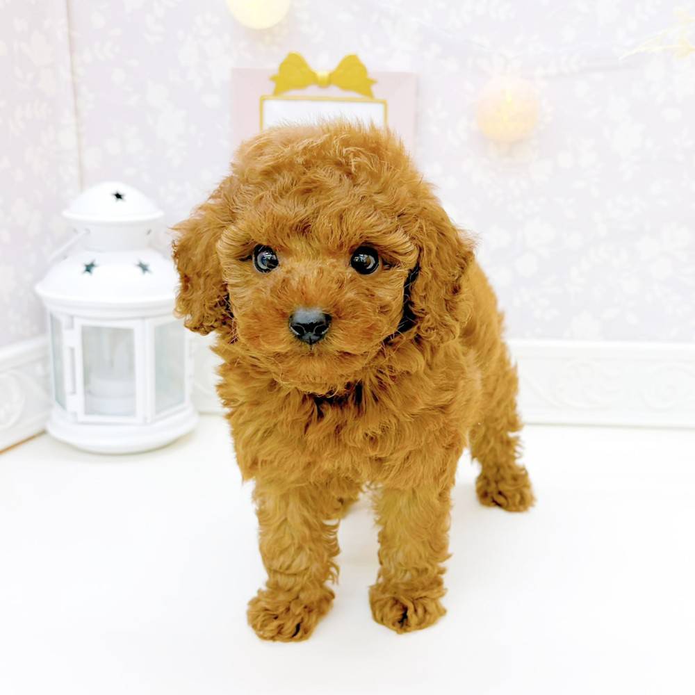 富山県のトイプードル(トイ) (犬の家＆猫の里富山店/2026年3月17日生まれ/男の子/レッド)の子犬の4枚目の画像