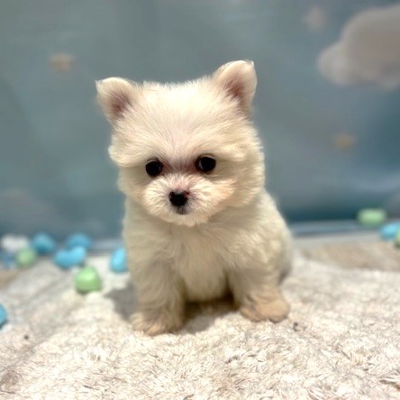 福岡県のポメマル/マルポメ(ポメラニアン×マルチーズ) (犬の家＆猫の里トリアス久山店/2026年3月22日生まれ/女の子/クリーム)の子犬の4枚目の画像