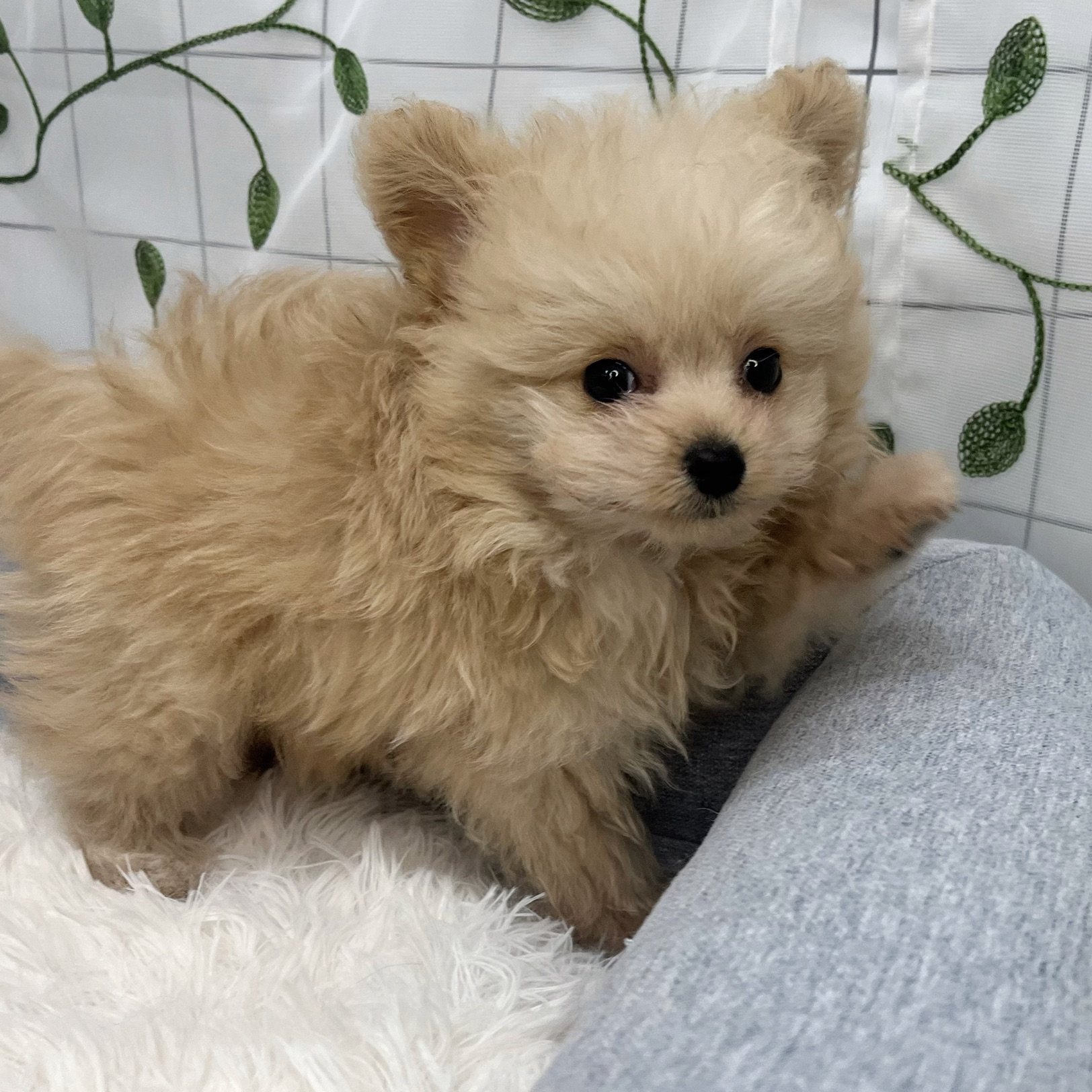 長野県のポメプー(ポメラニアン×プードル) (犬の家＆猫の里塩尻店/2026年3月21日生まれ/男の子/クリーム)の子犬の4枚目の画像