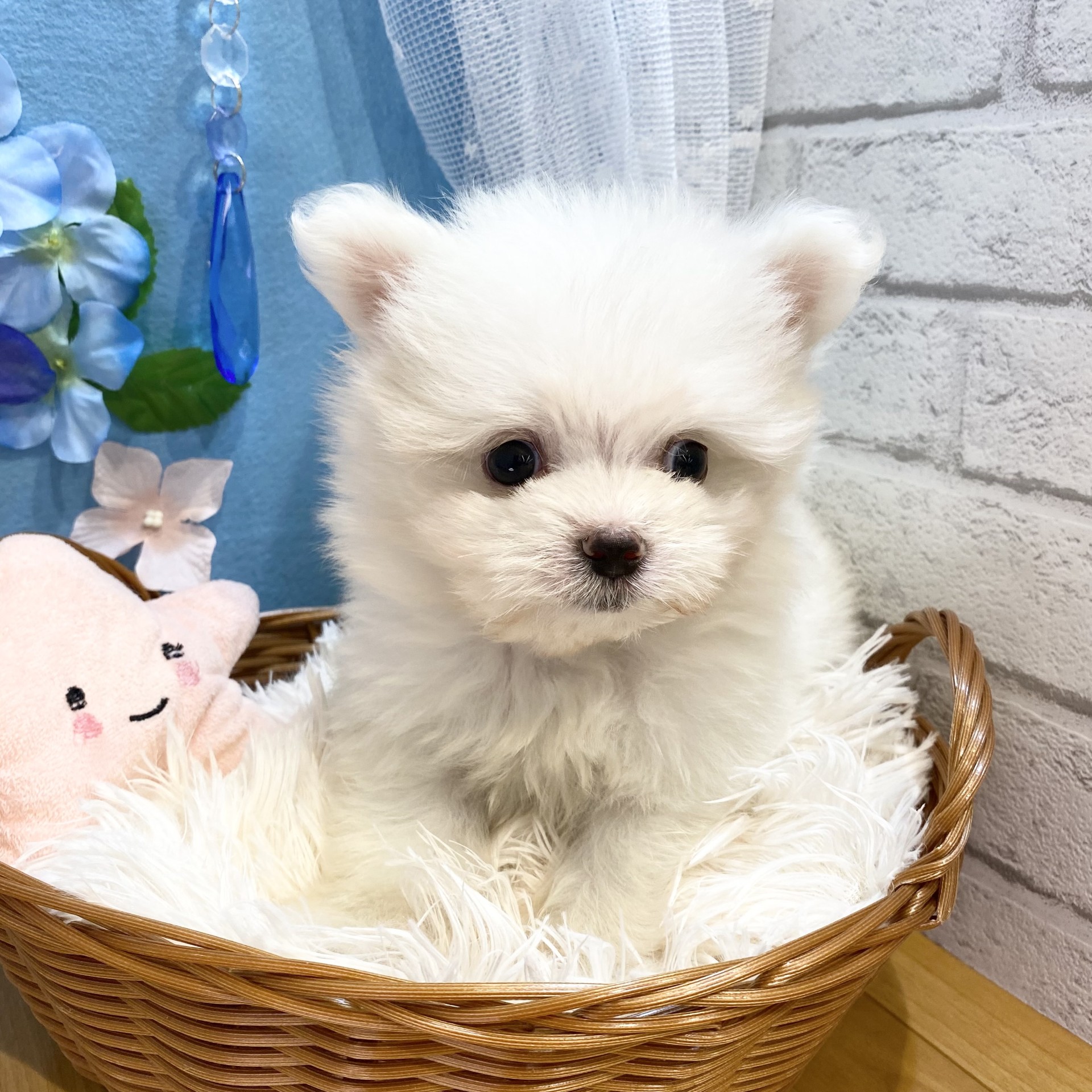 生体画像４
