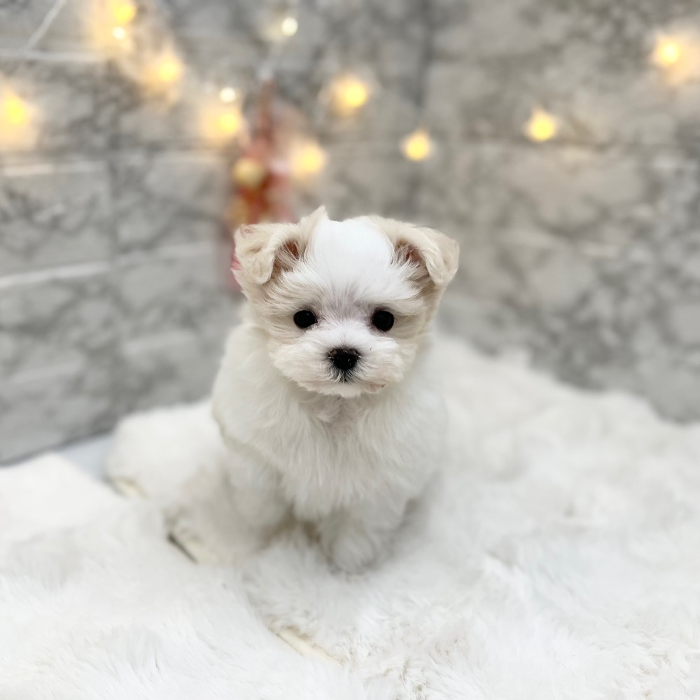 静岡県のマルチーズ (犬の家＆猫の里MEGAドン・キホーテ袋井店/2026年3月23日生まれ/男の子/ホワイト)の子犬の4枚目の画像