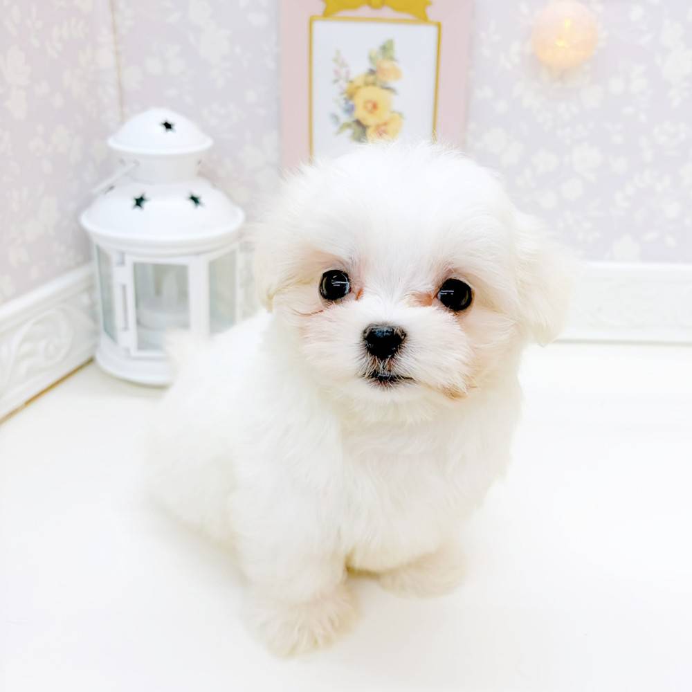 富山県のマルチーズ (犬の家＆猫の里富山店/2026年3月22日生まれ/男の子/ホワイト)の子犬の4枚目の画像