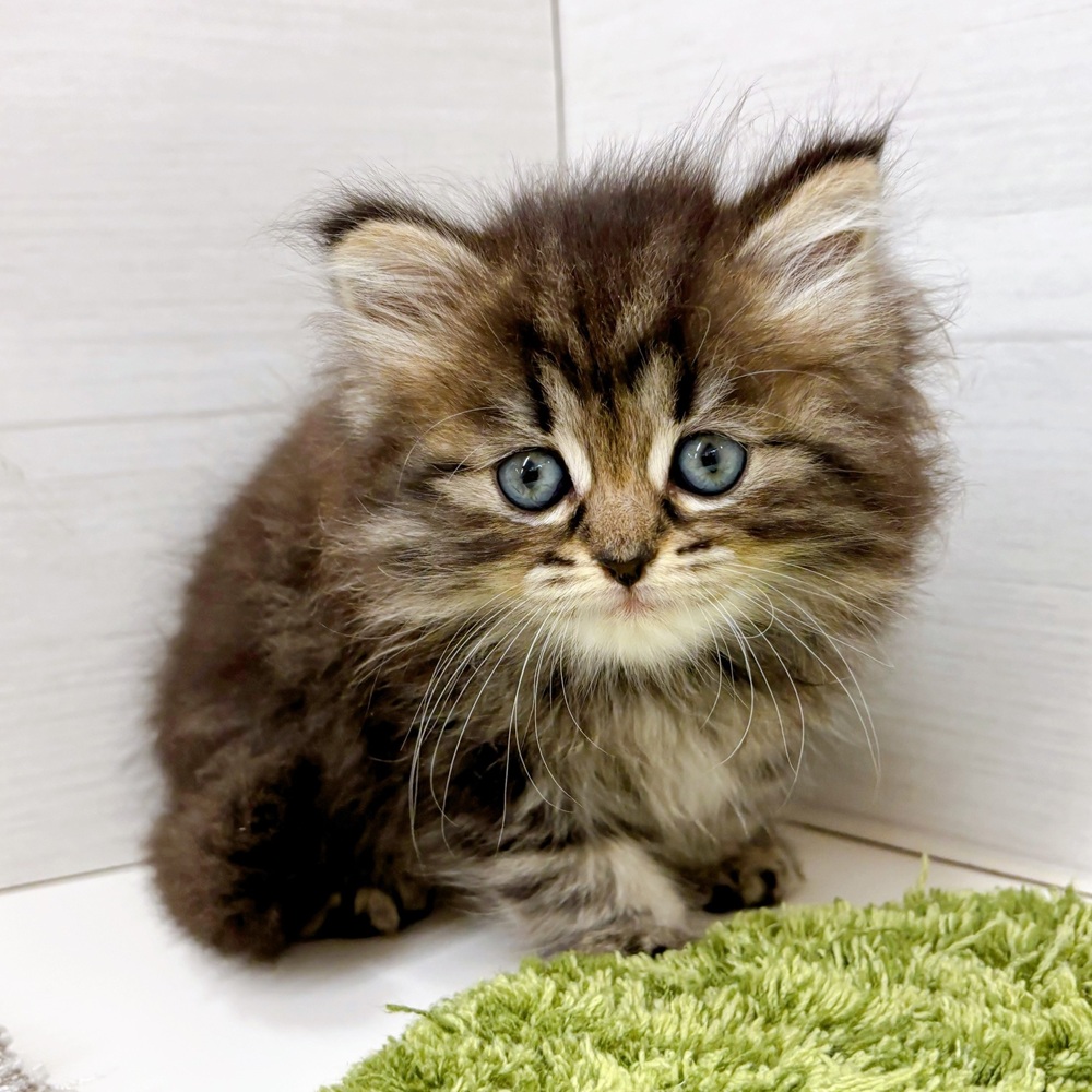 石川県のミヌエット (犬の家＆猫の里アミーゴ金沢おこばた店/2026年3月22日生まれ/女の子/ブラウンタビー)の子猫の4枚目の画像