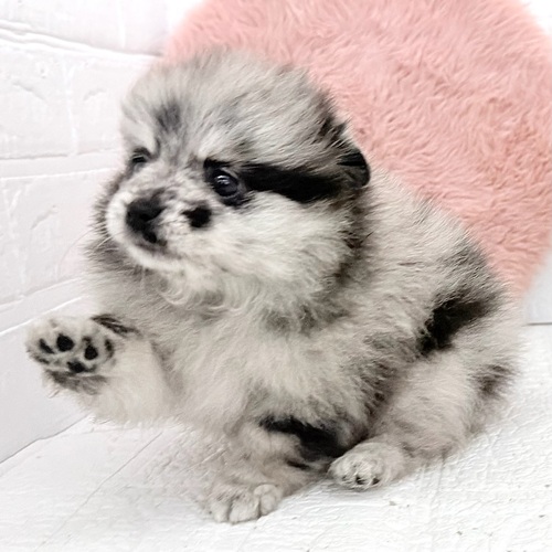 愛知県のポメラニアン (犬の家＆猫の里豊川インター店/2026年3月24日生まれ/女の子/ブルーマール)の子犬の4枚目の画像