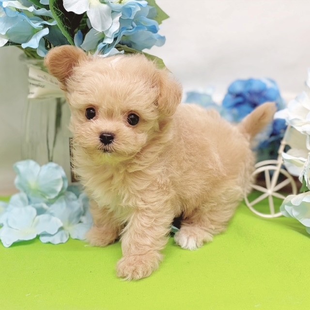生体画像4