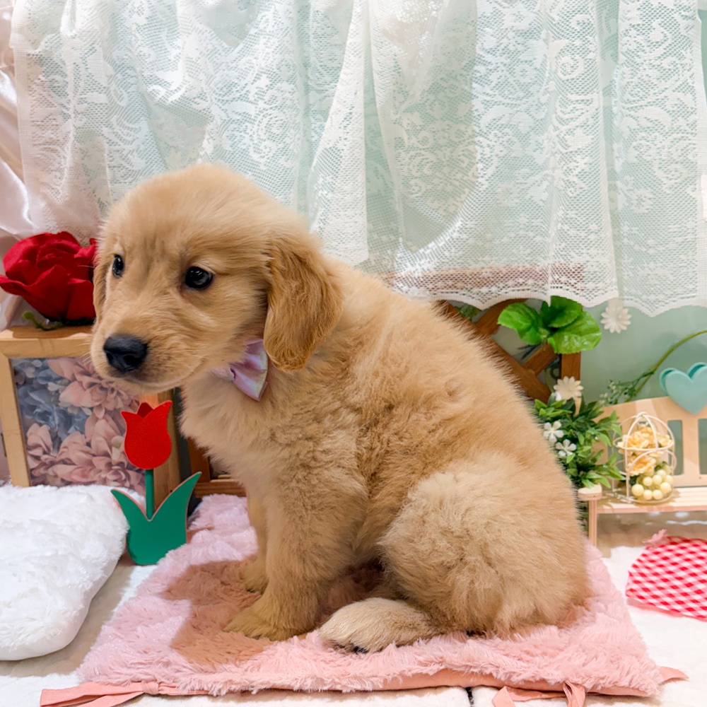 静岡県のゴールデンレトリバー (犬の家＆猫の里富士店/2026年3月23日生まれ/女の子/ゴールデン)の子犬の4枚目の画像