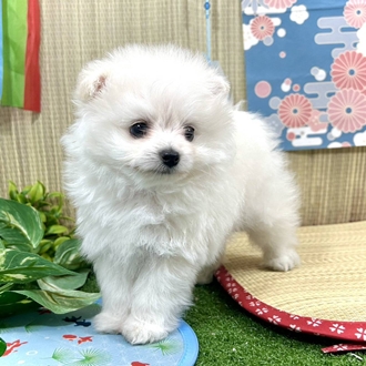 神奈川県のポメプー(ポメラニアン×プードル) (犬の家＆猫の里小田原店/2026年3月24日生まれ/男の子/ホワイト)の子犬の4枚目の画像
