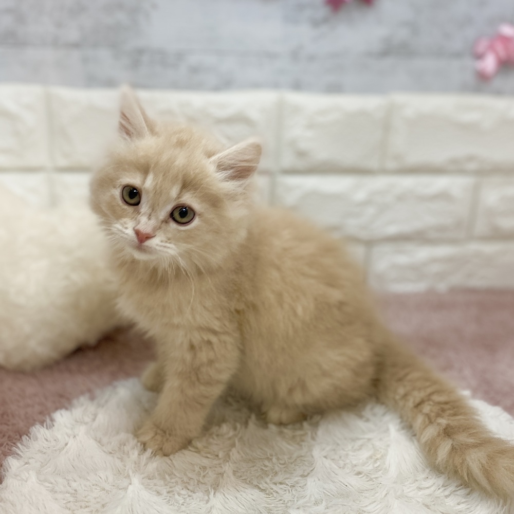 静岡県のミヌエット (犬の家＆猫の里プレ葉ウォーク浜北店/2026年3月23日生まれ/男の子/クリームタビー)の子猫の1枚目の画像