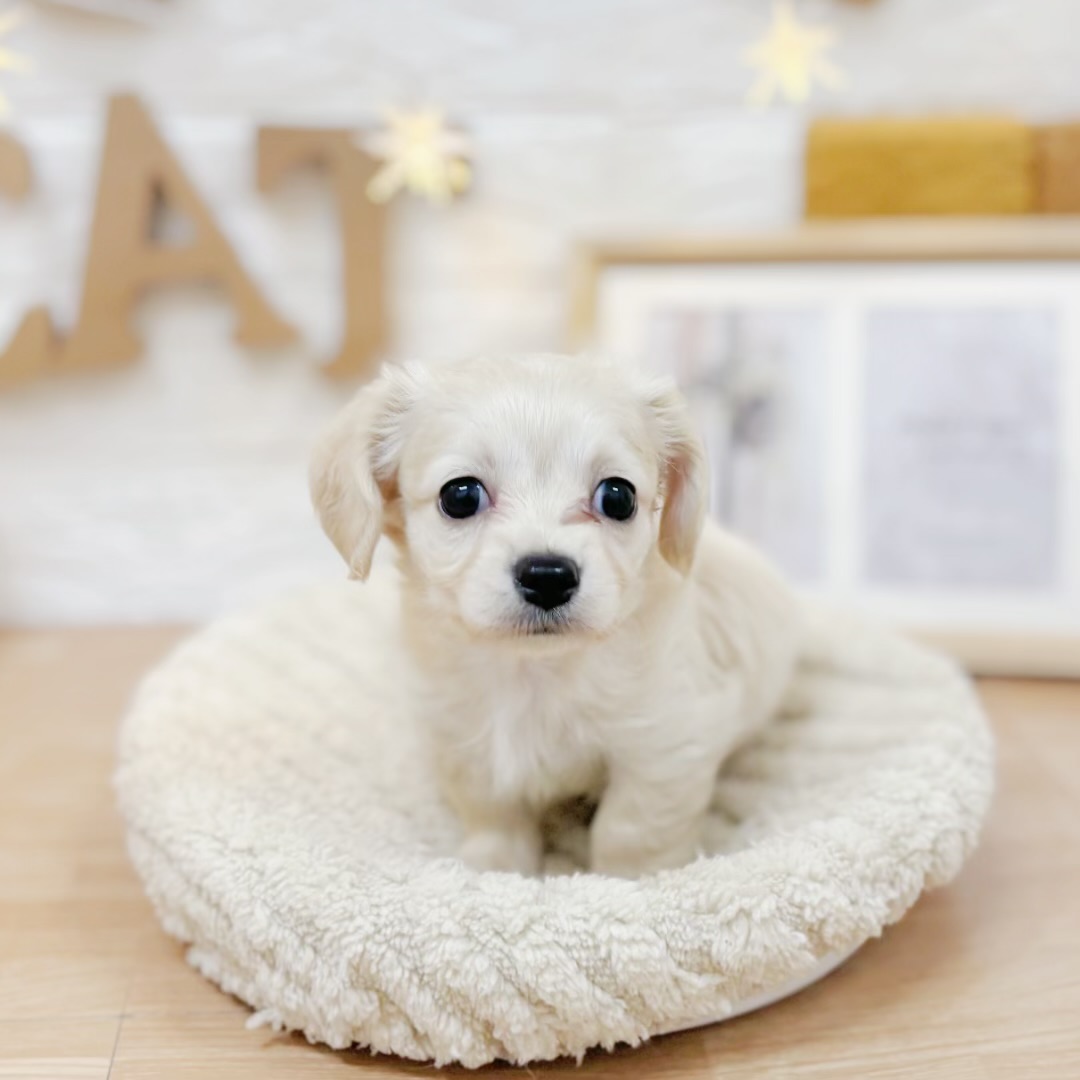 千葉県のチワックス(チワワ×ダックス) (犬の家＆猫の里ワンズモール稲毛店/2026年3月22日生まれ/男の子/クリーム)の子犬の4枚目の画像