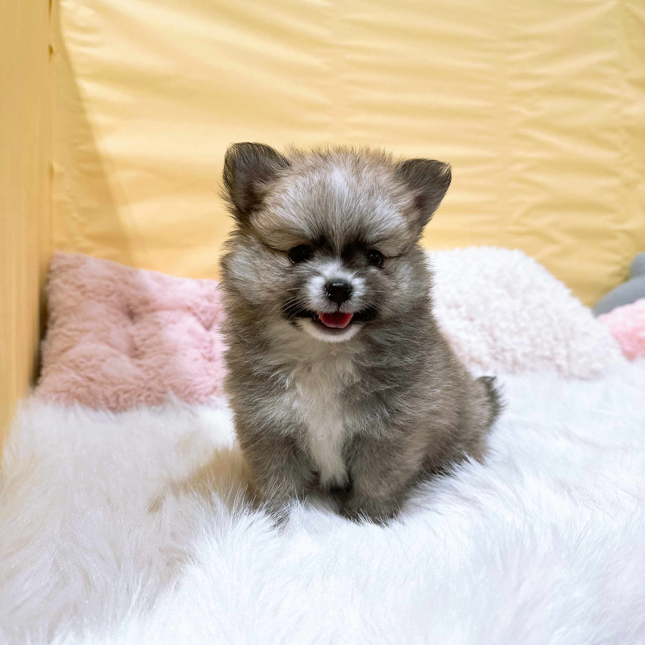 神奈川県のポメチワ/チワポメ/ポメチー(ポメラニアン×チワワ) (犬の家＆猫の里元住吉ブレーメン通り店/2026年3月21日生まれ/女の子/オレンジホワイト)の子犬の4枚目の画像
