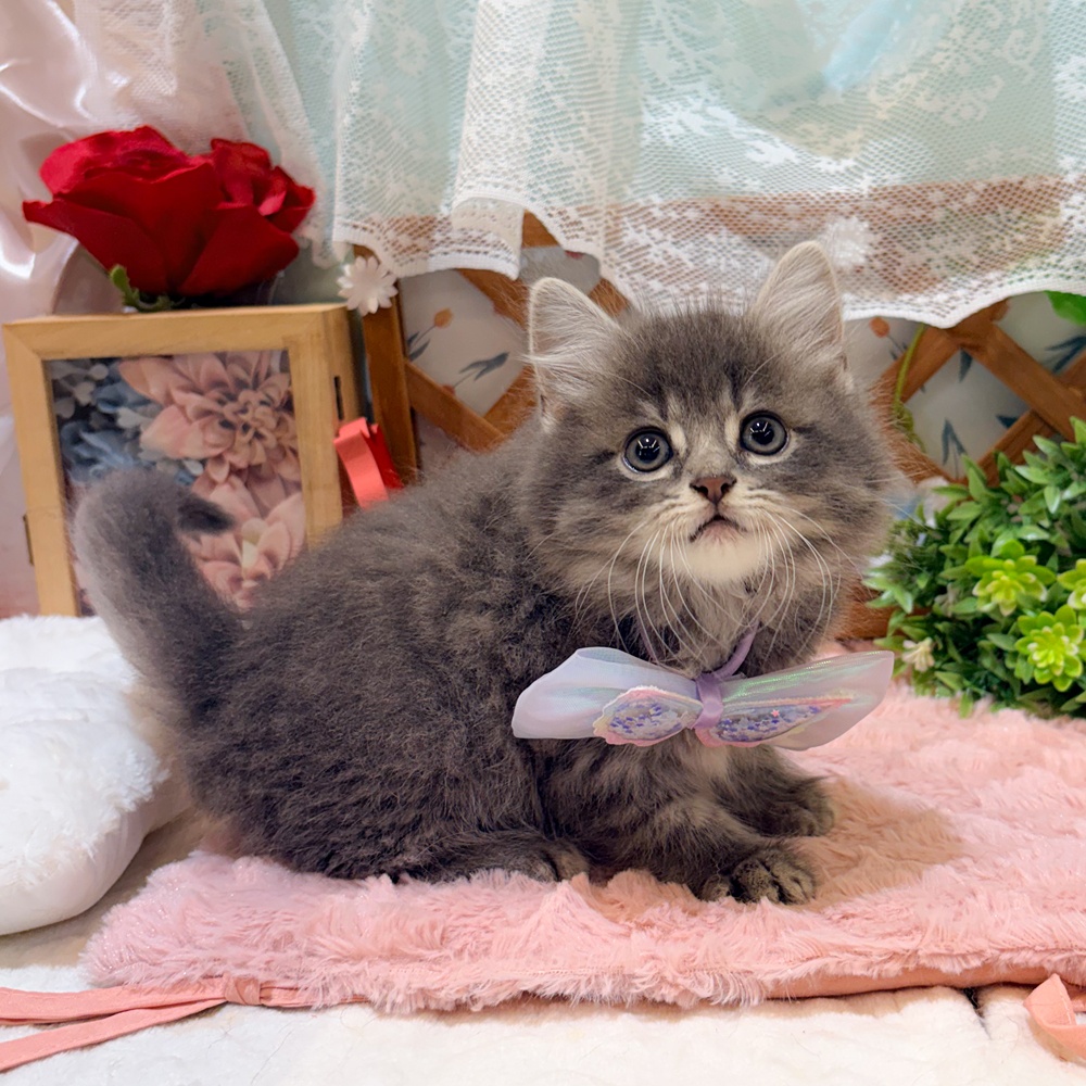 静岡県のスコティッシュストレート (犬の家＆猫の里富士店/2026年3月24日生まれ/男の子/ブルータビー)の子猫の4枚目の画像