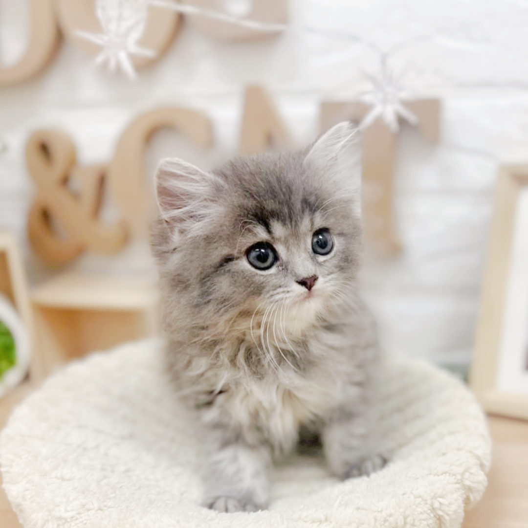 千葉県のスコティッシュストレート (犬の家＆猫の里ワンズモール稲毛店/2026年3月24日生まれ/女の子/ブルータビー)の子猫の4枚目の画像