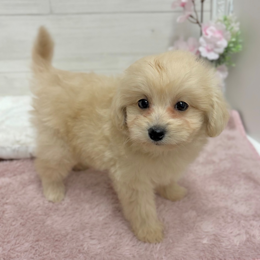 神奈川県のポメプー(ポメラニアン×プードル) (犬の家＆猫の里相模原店/2026年3月21日生まれ/男の子/クリーム)の子犬の4枚目の画像