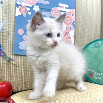 神奈川県のラグドール (犬の家＆猫の里小田原店/2026年3月23日生まれ/男の子/ブルーポイントバイカラー)の子猫の4枚目の画像