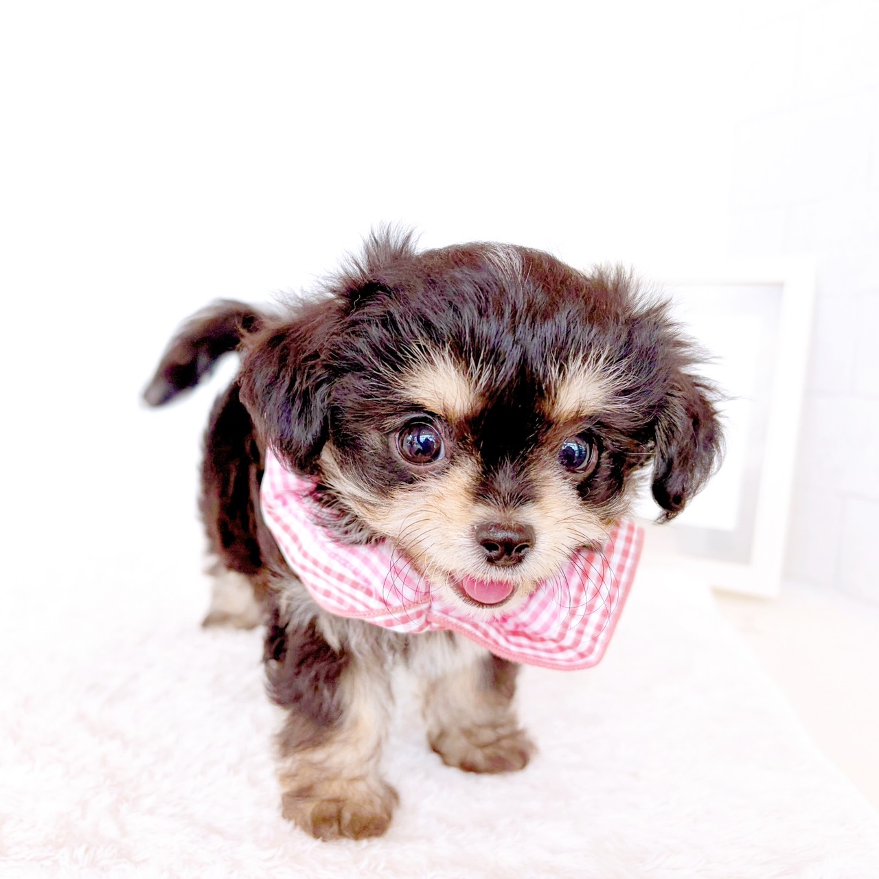 石川県のハーフ犬・ミックス犬 (犬の家＆猫の里金沢店/2026年3月24日生まれ/女の子/ブラックタンホワイト)の子犬の4枚目の画像