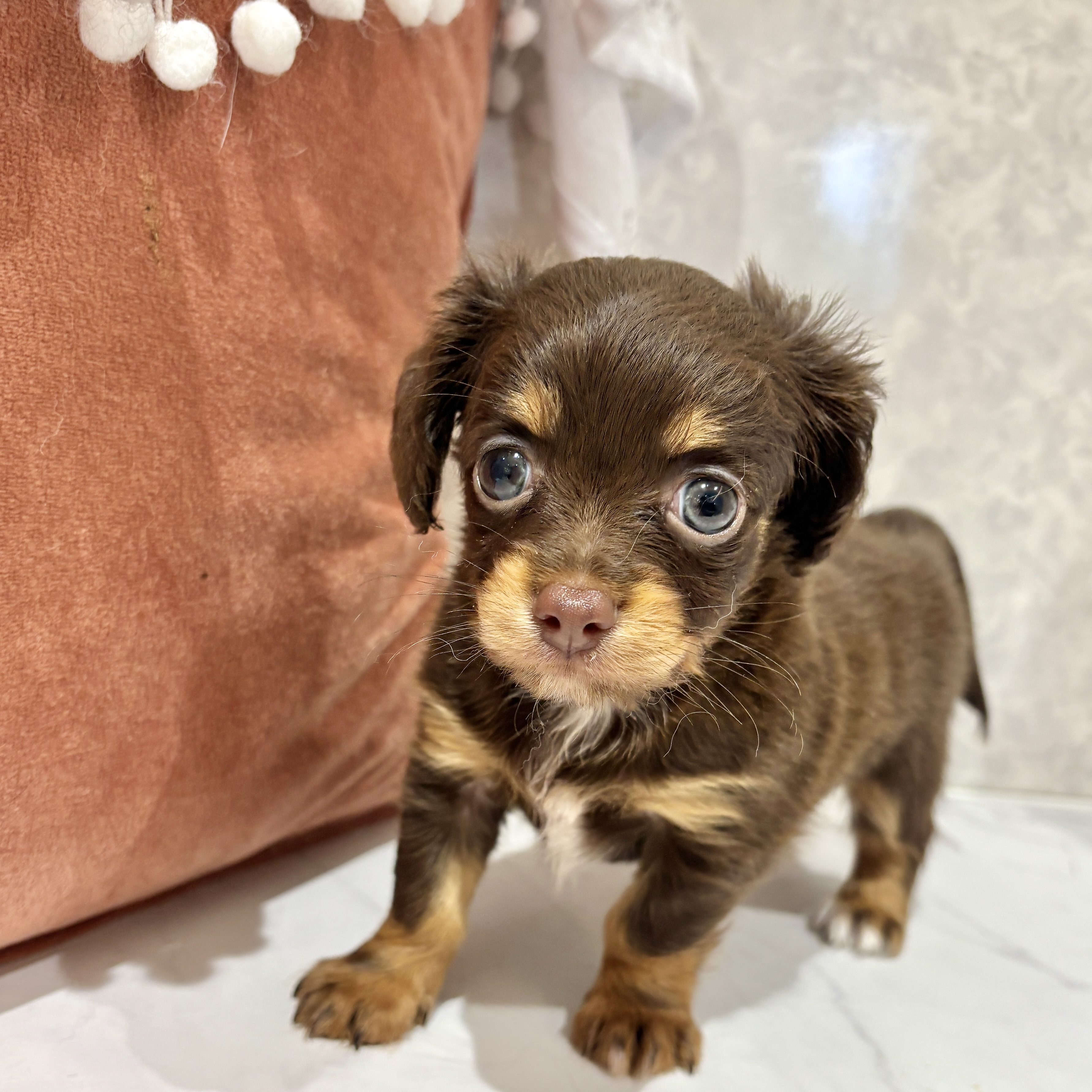 福岡県のチワックス(チワワ×ダックス) (犬の家＆猫の里くりえいと宗像店/2026年3月24日生まれ/女の子/チョコレートタン)の子犬の4枚目の画像