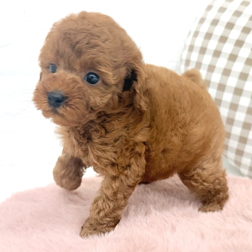 愛知県のトイプードル(トイ) (犬の家＆猫の里豊川インター店/2026年3月22日生まれ/女の子/レッド)の子犬の4枚目の画像