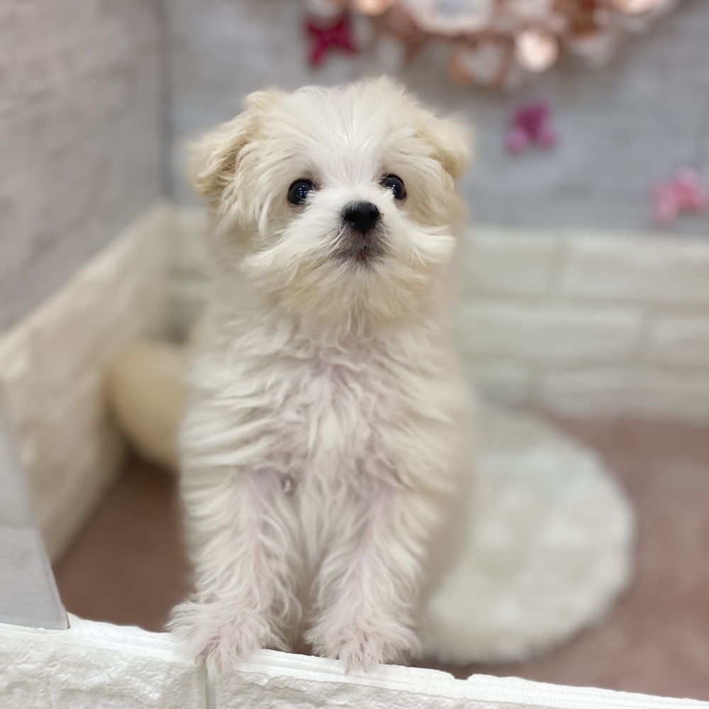 静岡県のポメマル/マルポメ(ポメラニアン×マルチーズ) (犬の家＆猫の里プレ葉ウォーク浜北店/2026年3月20日生まれ/男の子/クリーム)の子犬の4枚目の画像