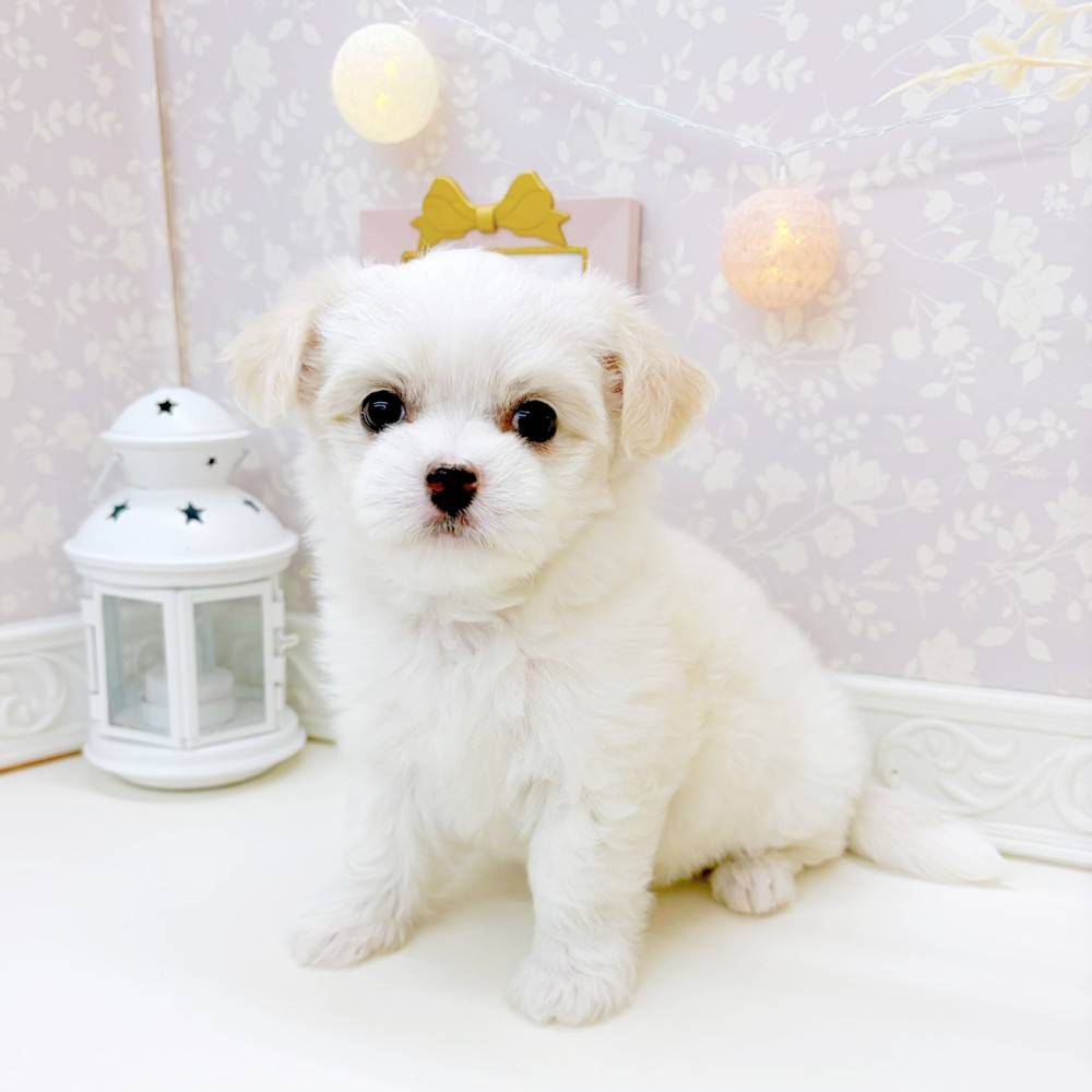 富山県のチワマル/マルチワ(チワワ×マルチーズ) (犬の家＆猫の里富山店/2026年3月24日生まれ/女の子/ホワイト)の子犬の4枚目の画像