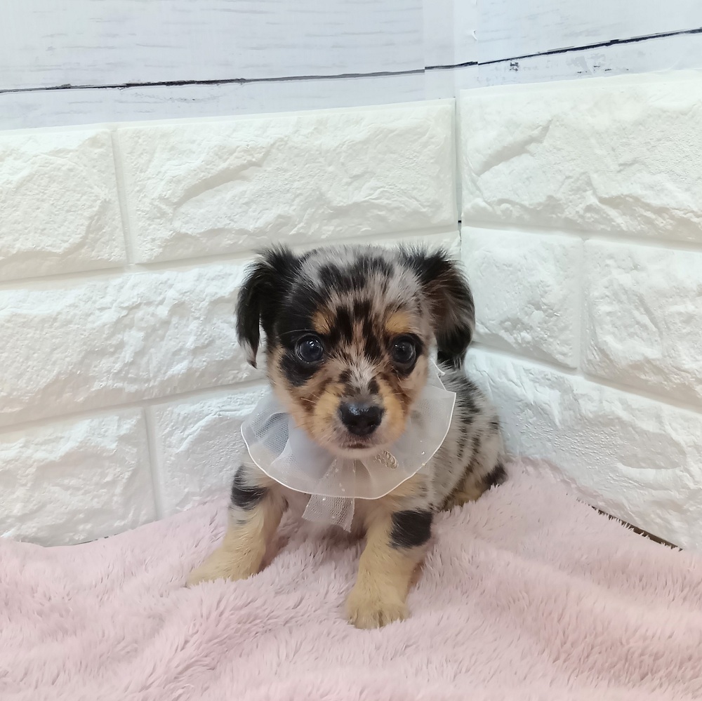 静岡県のチワックス(チワワ×ダックス) (犬の家＆猫の里アミーゴ浜松和田店/2026年3月21日生まれ/男の子/ブルーマール)の子犬の1枚目の画像