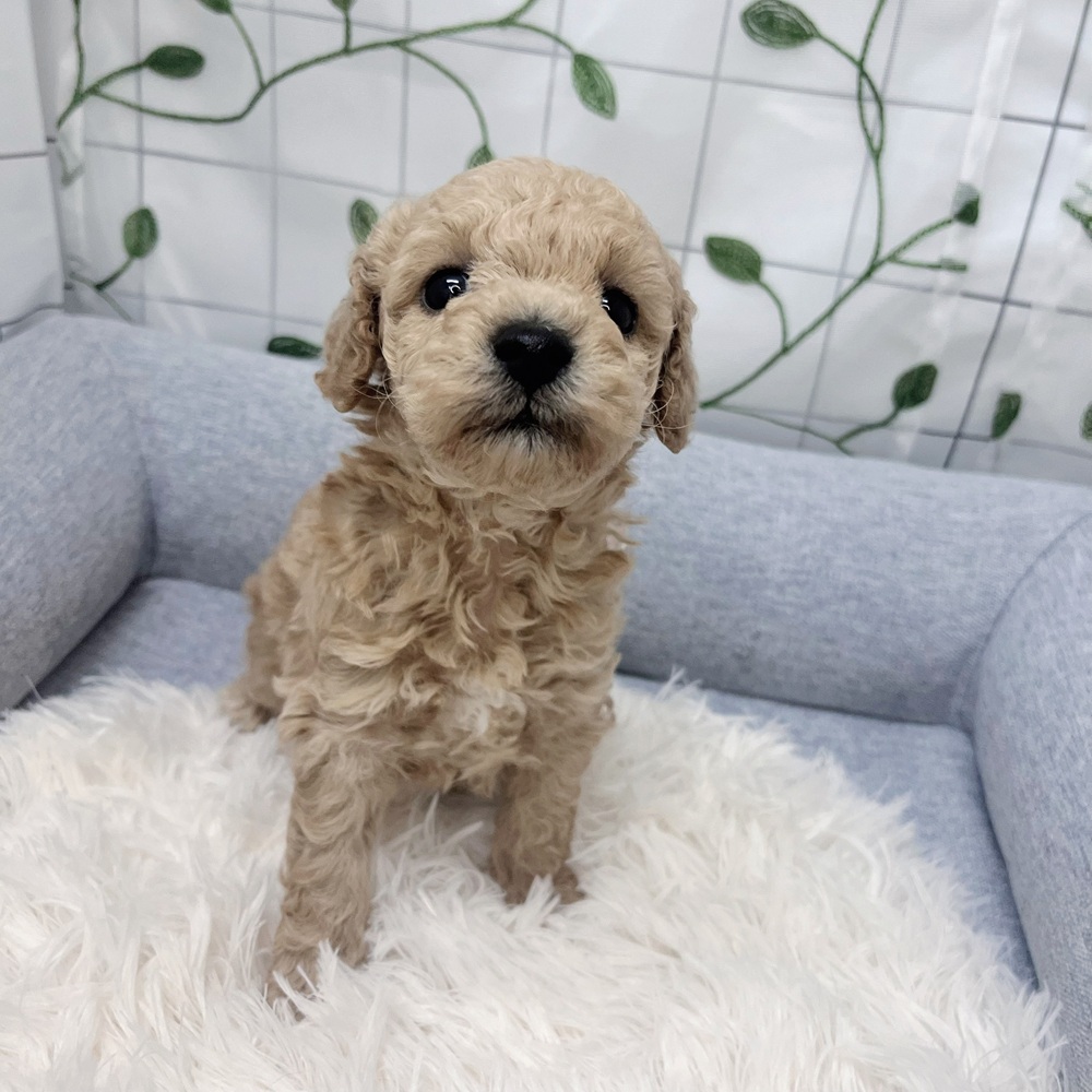 長野県のトイプードル(トイ) (犬の家＆猫の里塩尻店/2026年3月24日生まれ/男の子/アプリコット)の子犬の4枚目の画像