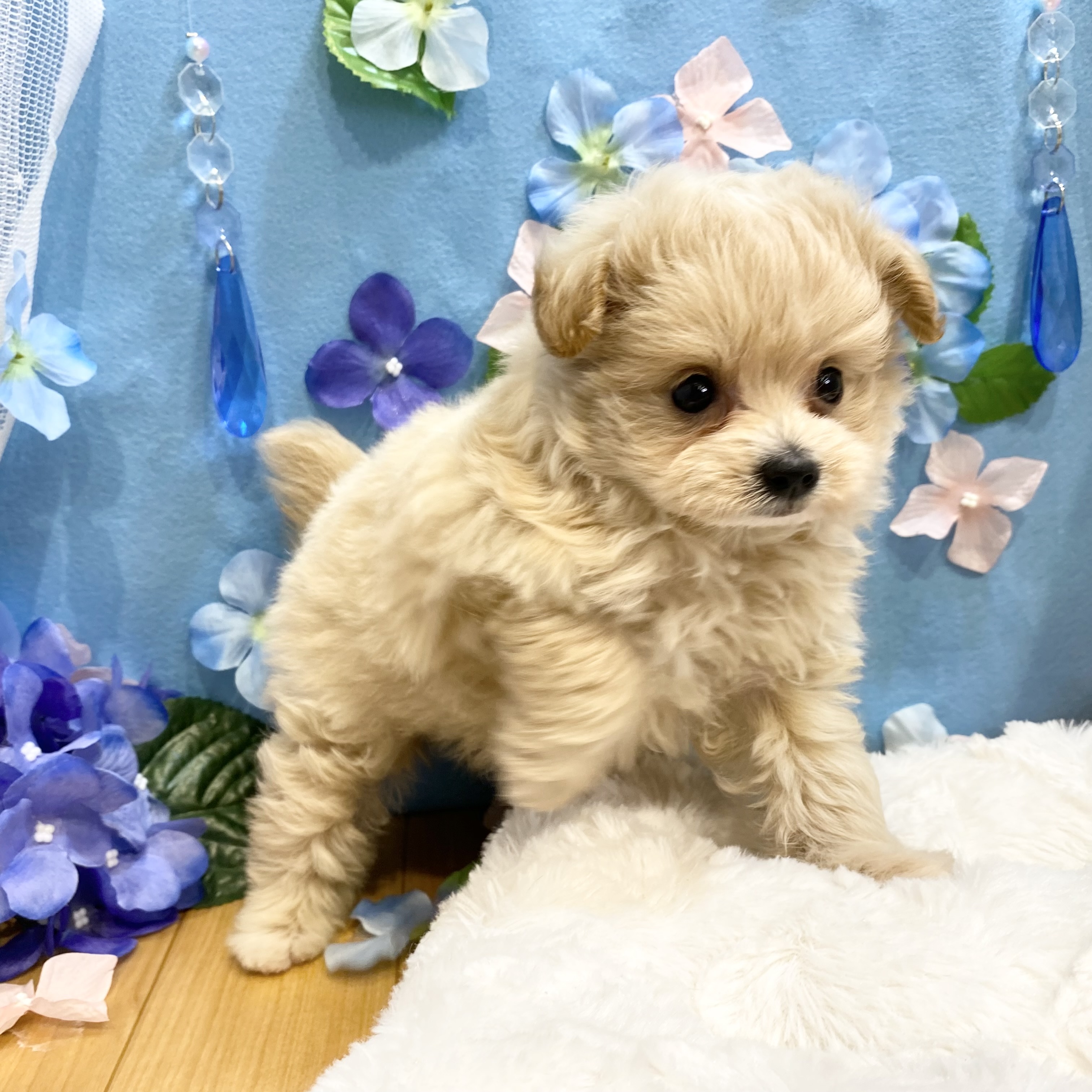 長野県のポメプー(ポメラニアン×プードル) (犬の家＆猫の里カインズ梓川店/2026年3月23日生まれ/女の子/アプリコット)の子犬の4枚目の画像