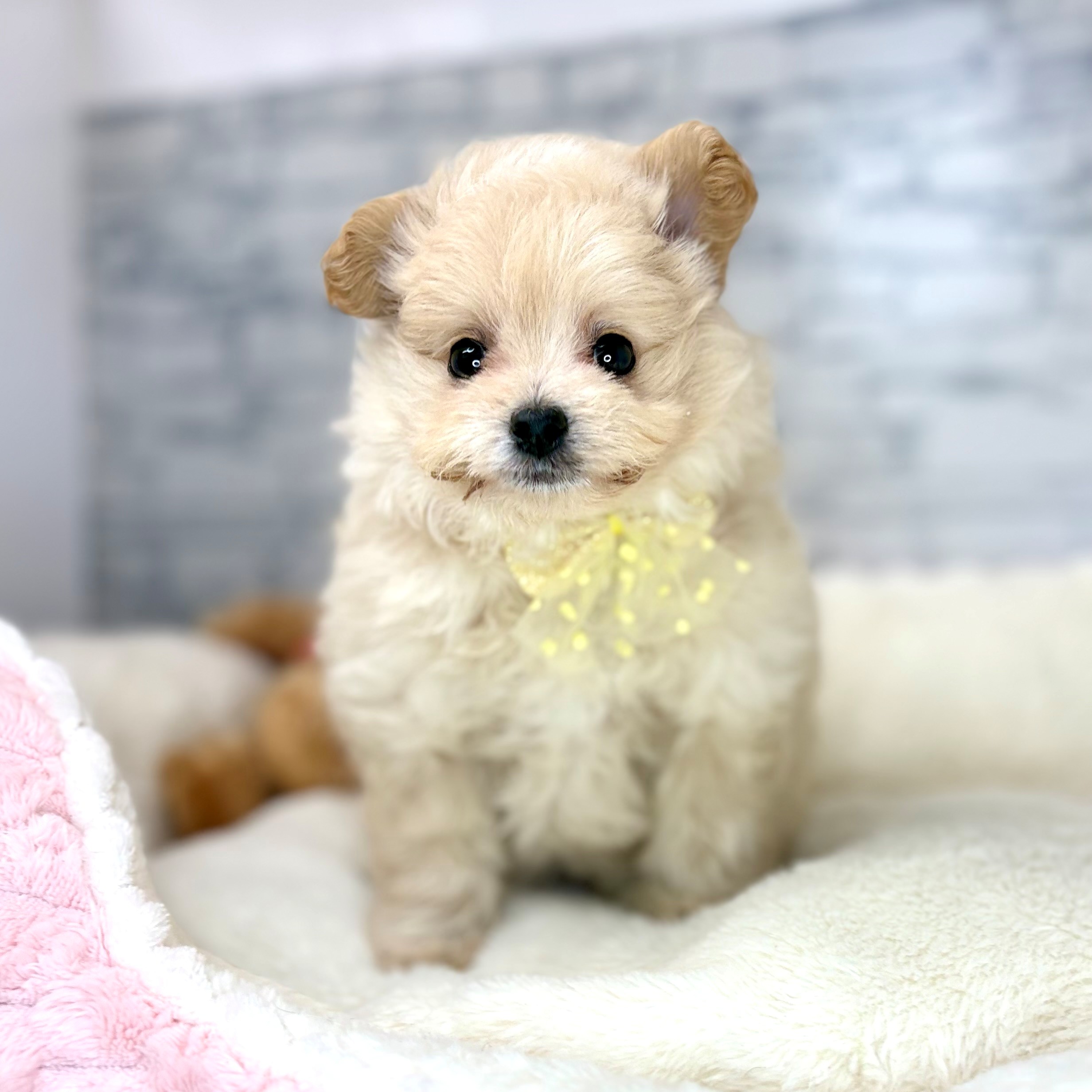 長野県のポメプー(ポメラニアン×プードル) (犬の家＆猫の里長野店/2026年3月23日生まれ/女の子/アプリコット)の子犬の4枚目の画像