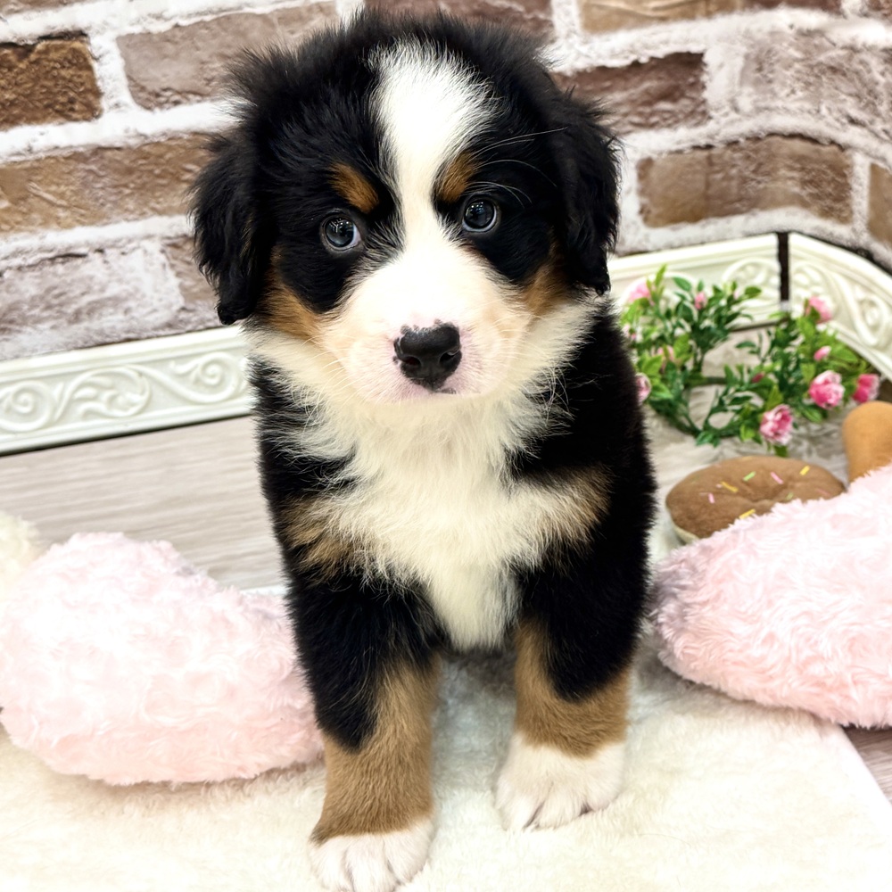 三重県のバーニーズマウンテンドッグ (犬の家＆猫の里三重桑名店/2026年3月24日生まれ/女の子/ブラックラストホワイト)の子犬の4枚目の画像