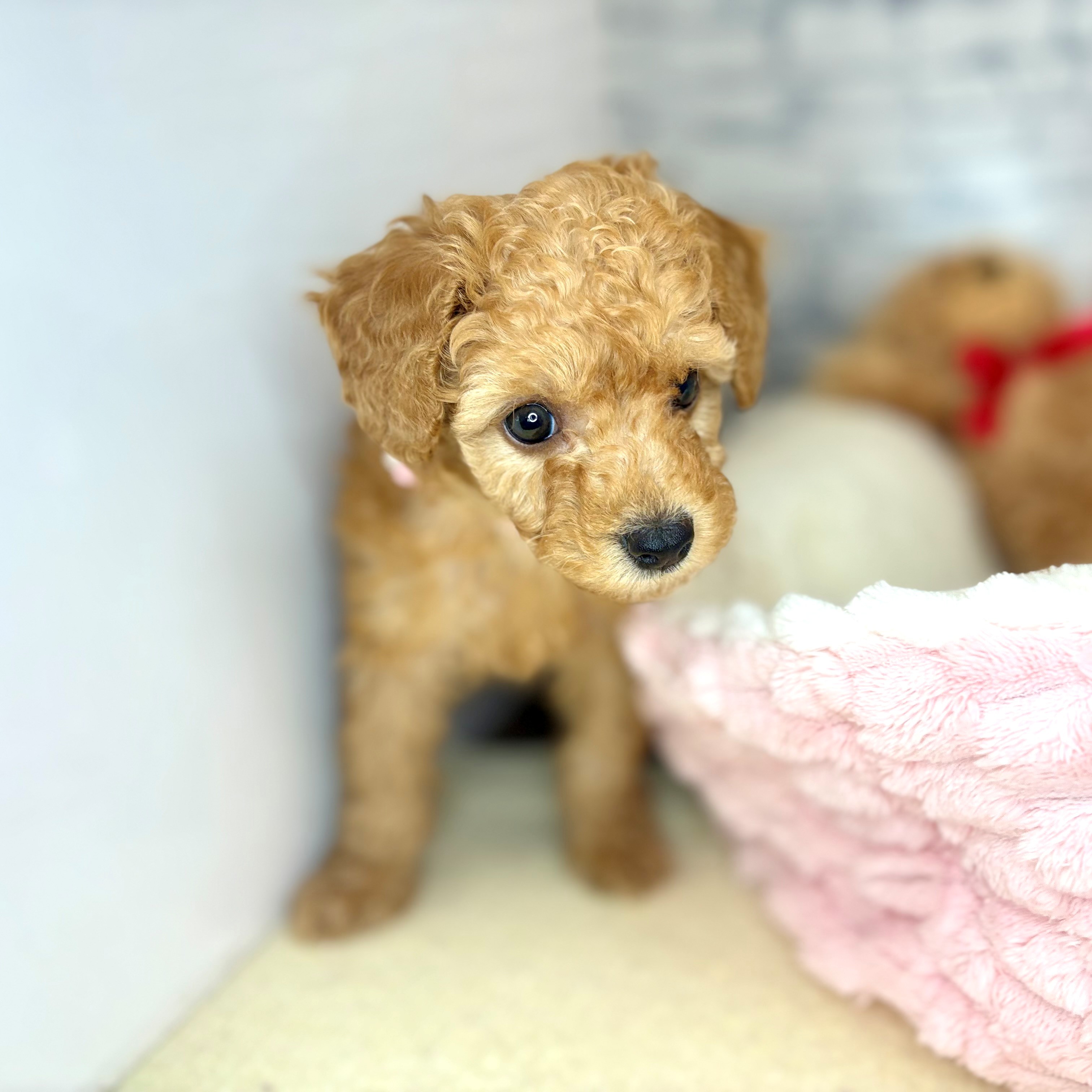 長野県のトイプードル(トイ) (犬の家＆猫の里長野店/2026年3月20日生まれ/女の子/アプリコット)の子犬の4枚目の画像