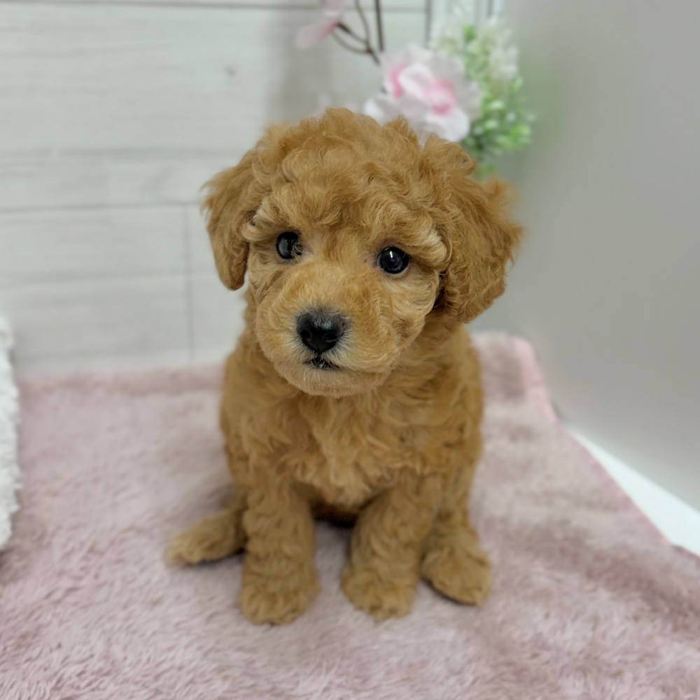 神奈川県のトイプードル(トイ) (犬の家＆猫の里相模原店/2026年3月20日生まれ/女の子/レッド)の子犬の4枚目の画像