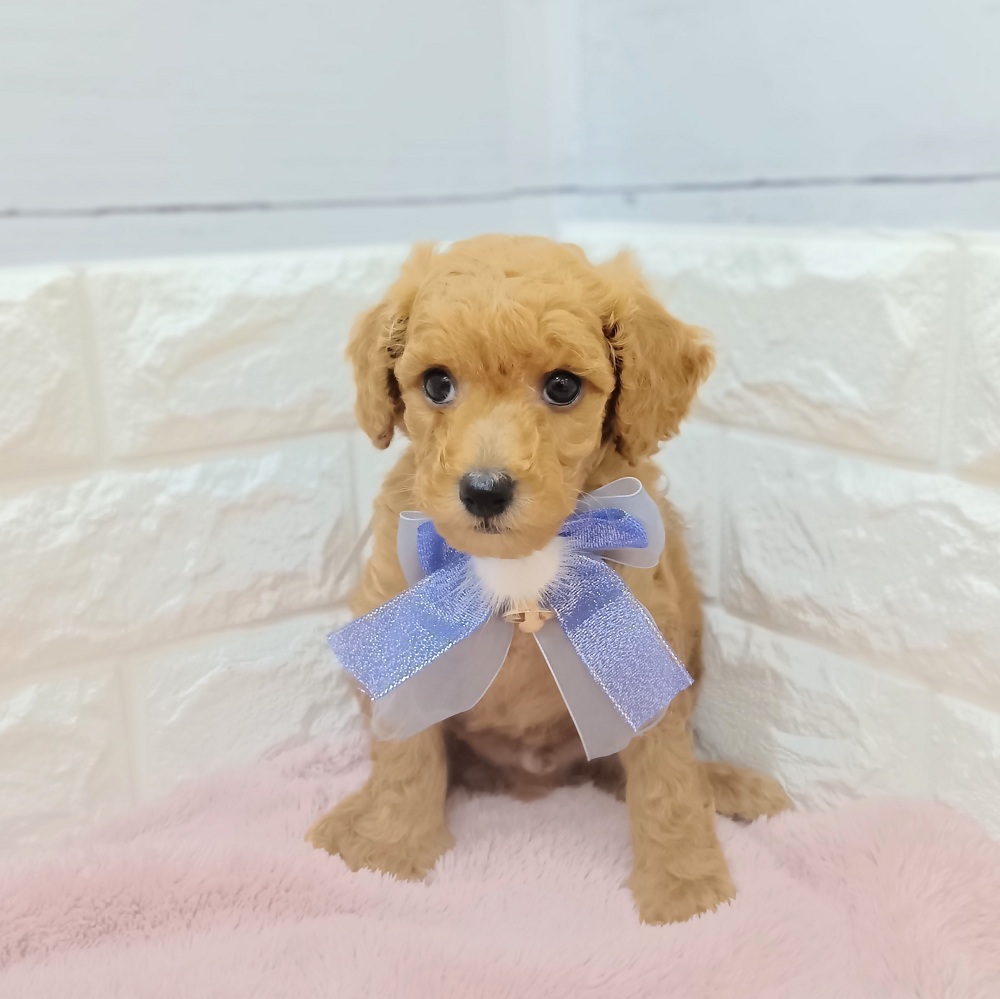 静岡県のトイプードル(トイ) (犬の家＆猫の里アミーゴ浜松和田店/2026年3月20日生まれ/男の子/レッド)の子犬の4枚目の画像