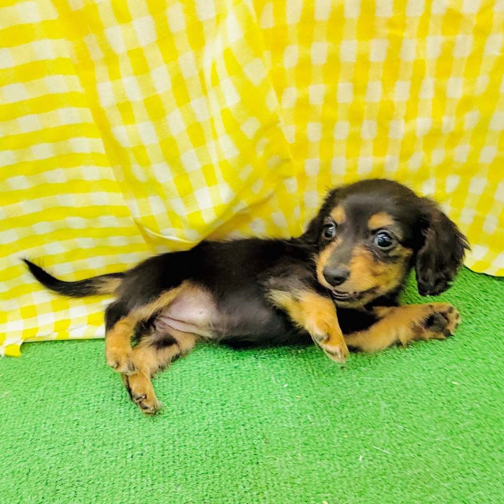 富山県のカニンヘンダックスフンド(ロング) (犬の家＆猫の里アミーゴ高岡蓮花寺店/2026年3月24日生まれ/女の子/ブラックタン)の子犬の4枚目の画像