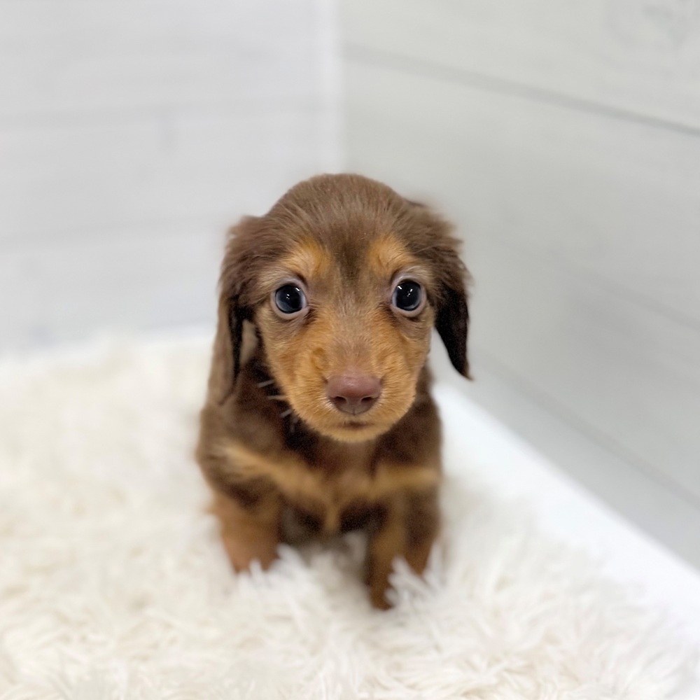 愛知県のカニンヘンダックスフンド(ロング) (犬の家＆猫の里豊田店/2026年3月24日生まれ/男の子/チョコレートタン)の子犬の1枚目の画像