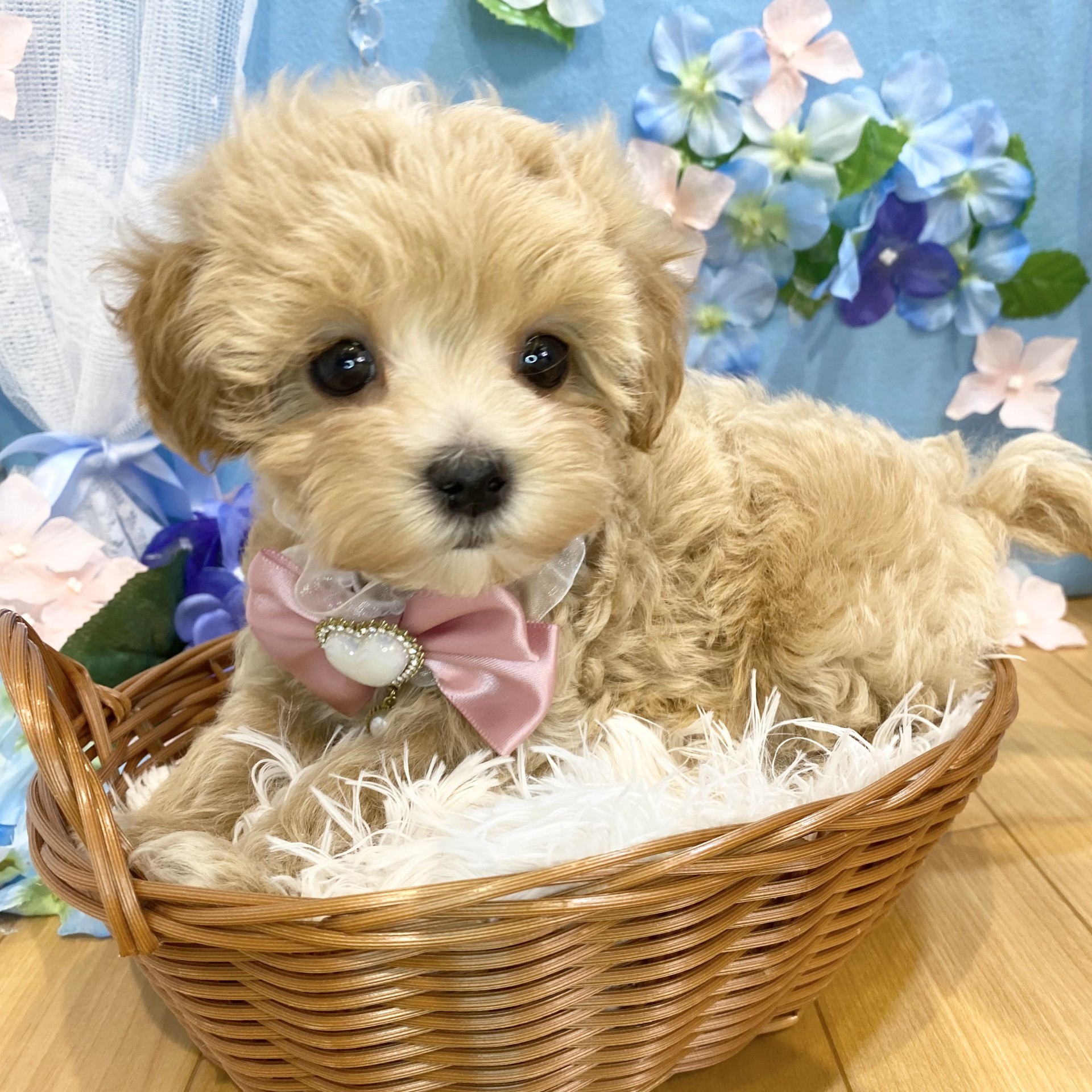 長野県のマルプー(マルチーズ×プードル) (犬の家＆猫の里カインズ梓川店/2026年3月24日生まれ/女の子/アプリコットホワイト)の子犬の4枚目の画像