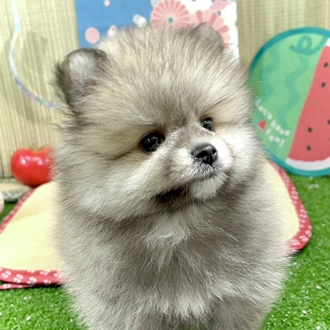 神奈川県のポメチワ/チワポメ/ポメチー(ポメラニアン×チワワ) (犬の家＆猫の里小田原店/2026年3月20日生まれ/女の子/オレンジ)の子犬の4枚目の画像