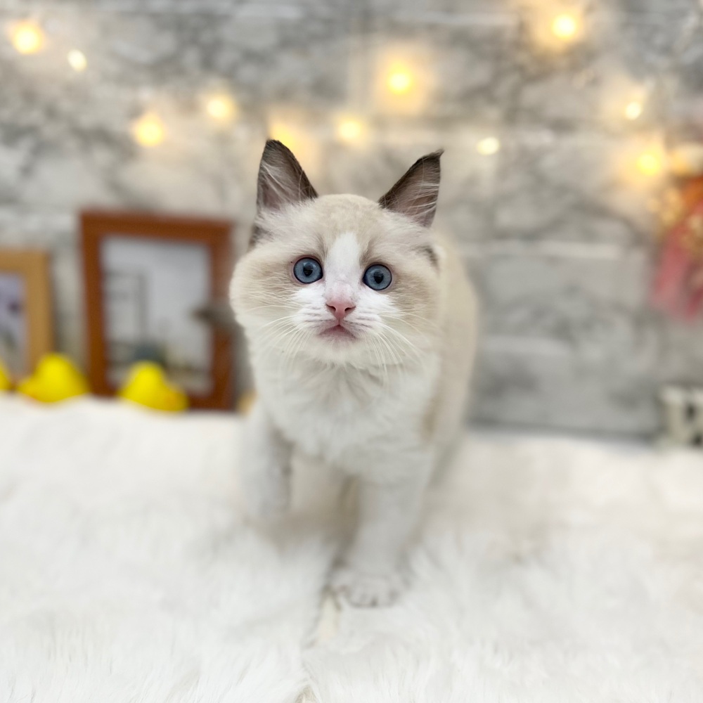 静岡県のラグドール (犬の家＆猫の里MEGAドン・キホーテ袋井店/2026年3月23日生まれ/男の子/シールポイントバイカラー)の子猫の4枚目の画像