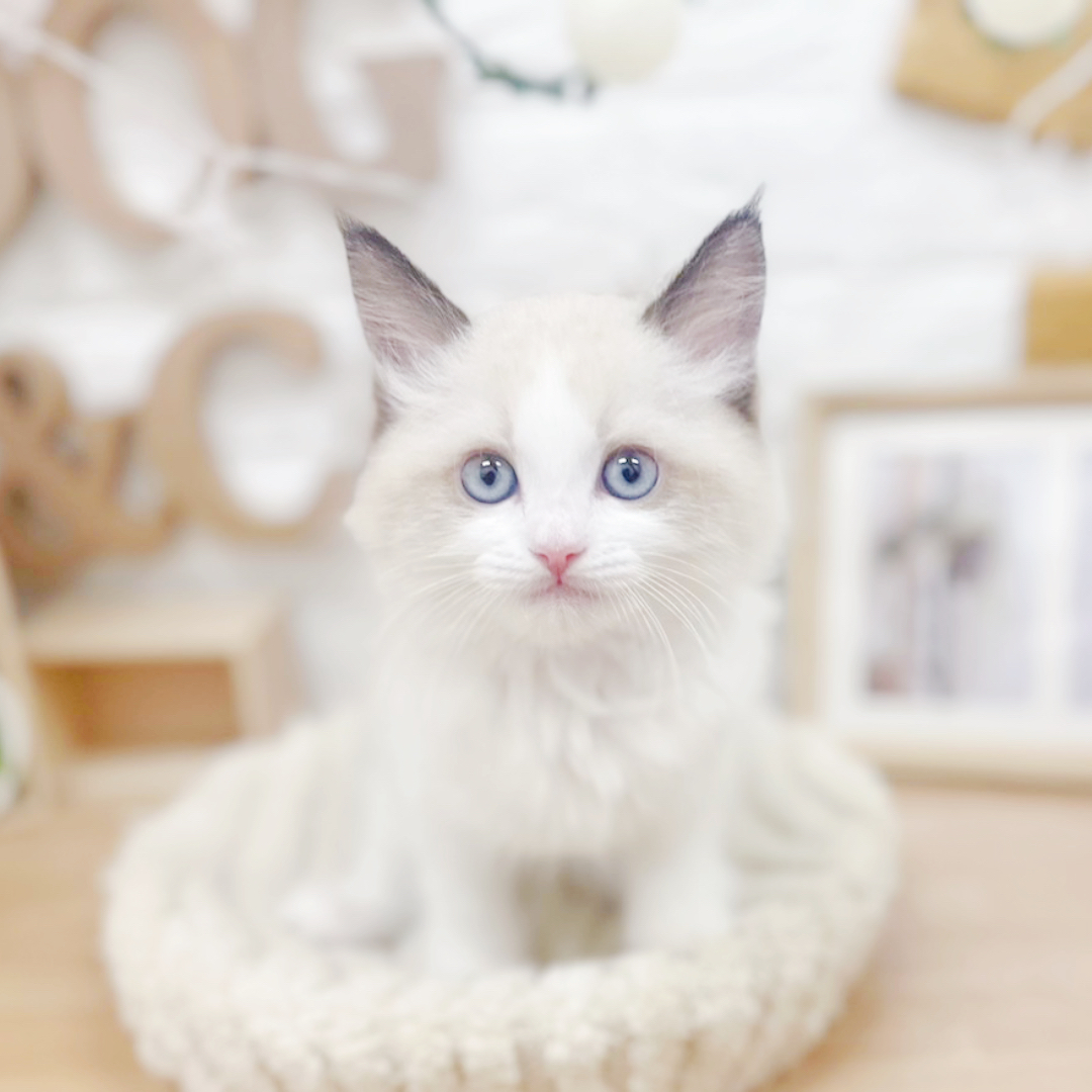 千葉県のラグドール (犬の家＆猫の里ワンズモール稲毛店/2026年3月23日生まれ/男の子/シールポイントバイカラー)の子猫の1枚目の画像