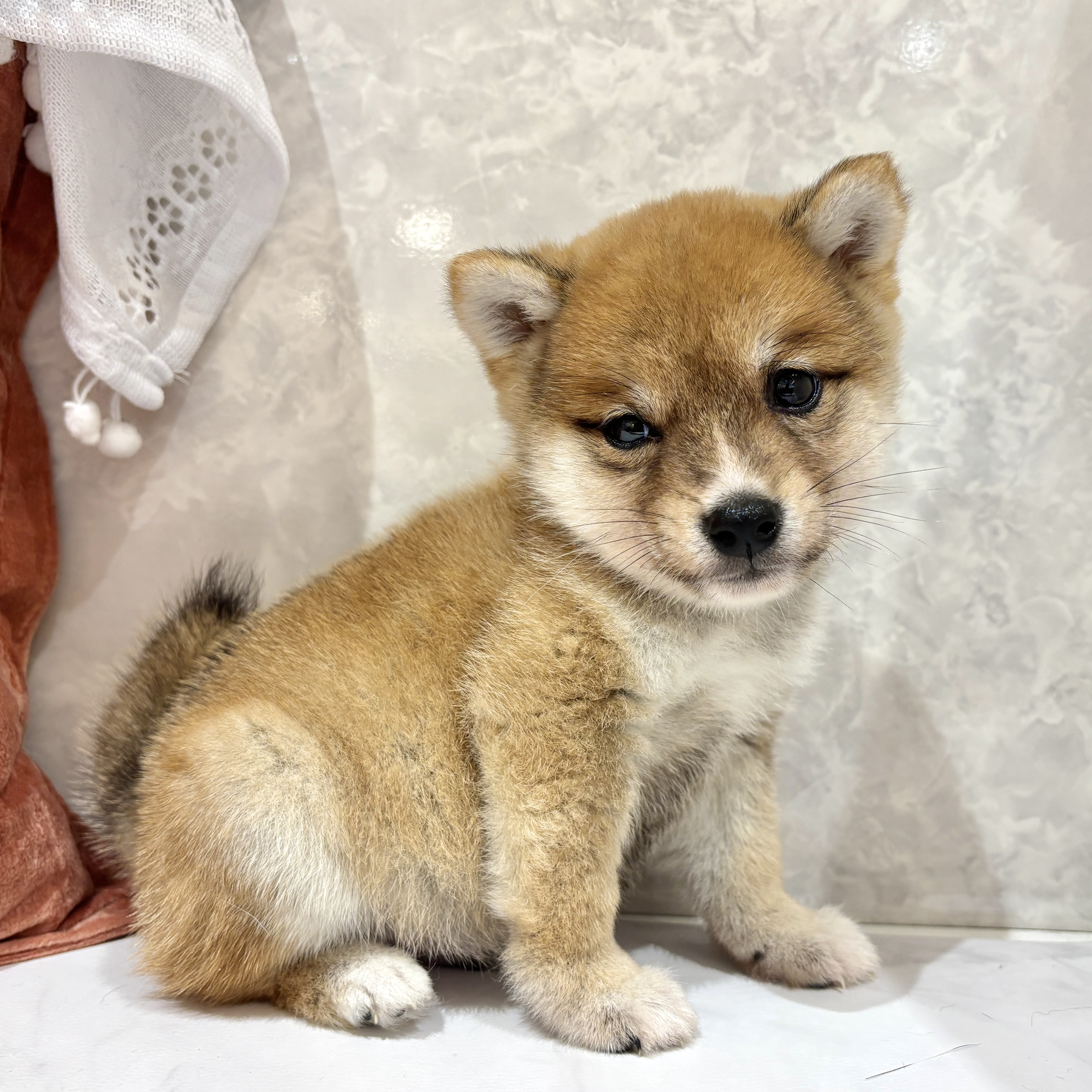 福岡県の豆柴 (犬の家＆猫の里くりえいと宗像店/2026年3月16日生まれ/男の子/赤)の子犬の4枚目の画像