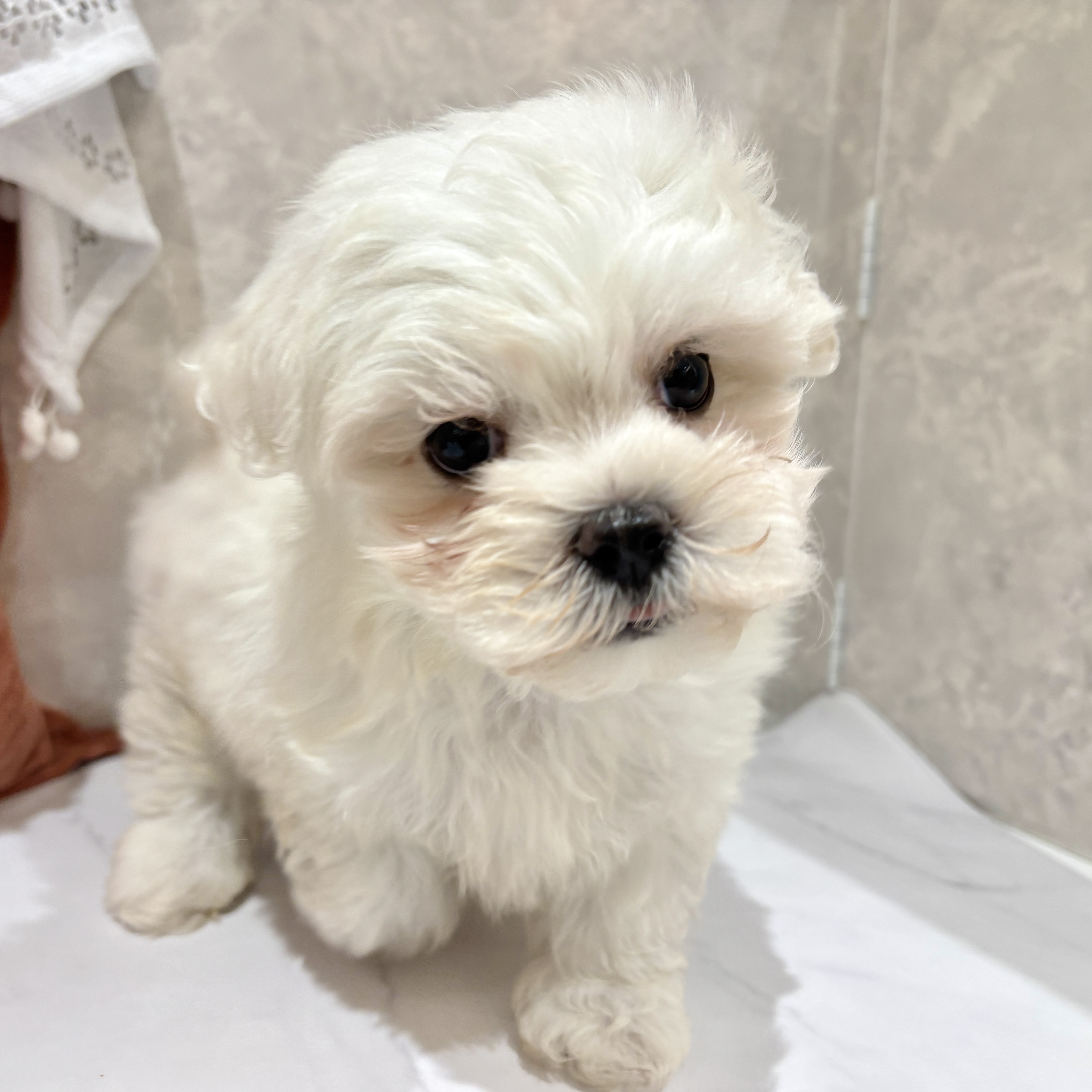 福岡県のビションフリーゼ (犬の家＆猫の里くりえいと宗像店/2026年3月24日生まれ/男の子/ホワイト)の子犬の1枚目の画像