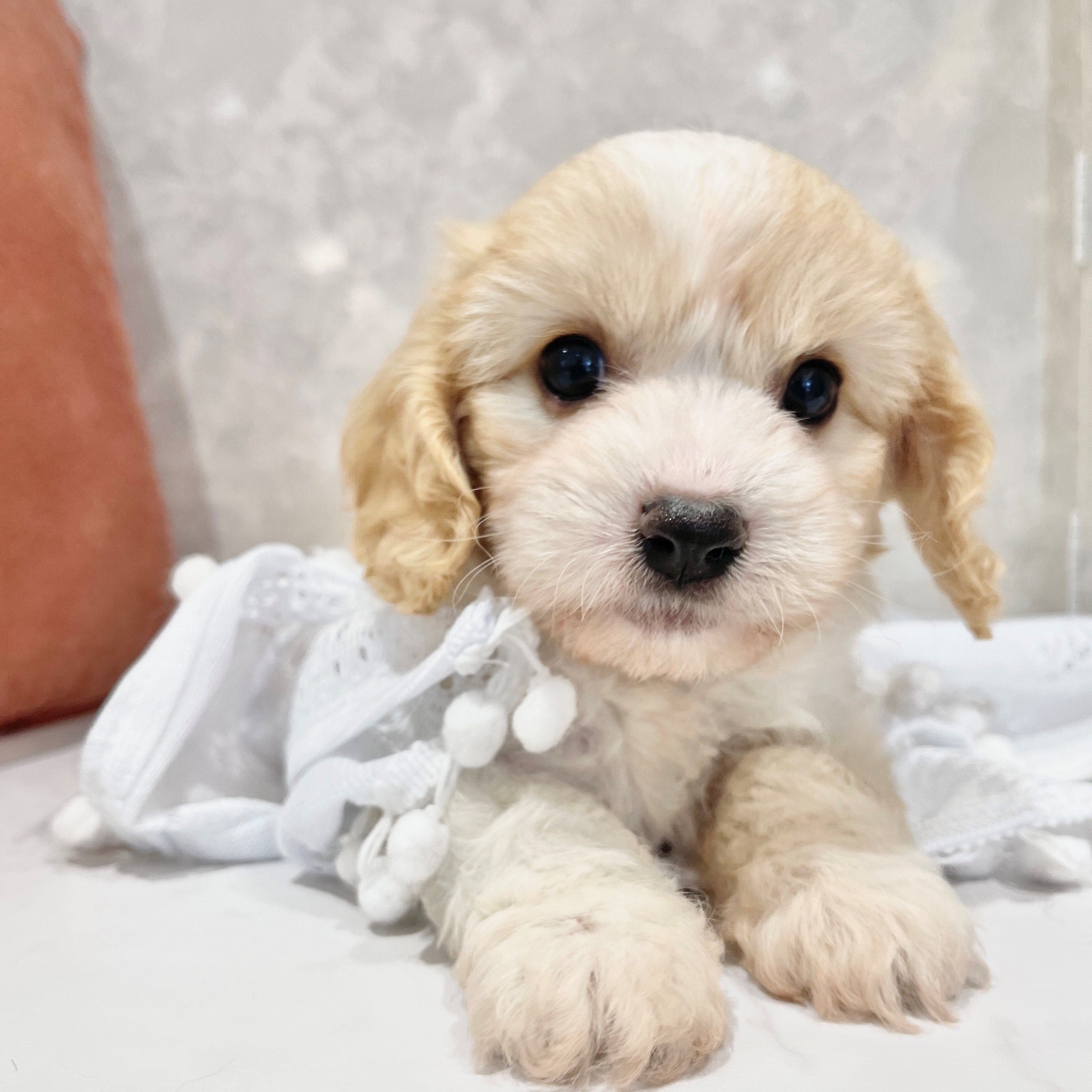 福岡県のハーフ犬・ミックス犬 (犬の家＆猫の里くりえいと宗像店/2026年3月22日生まれ/女の子/ブレンハイム)の子犬の1枚目の画像