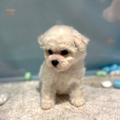 福岡県のビションフリーゼ (犬の家＆猫の里トリアス久山店/2026年3月23日生まれ/女の子/ホワイト)の子犬の4枚目の画像