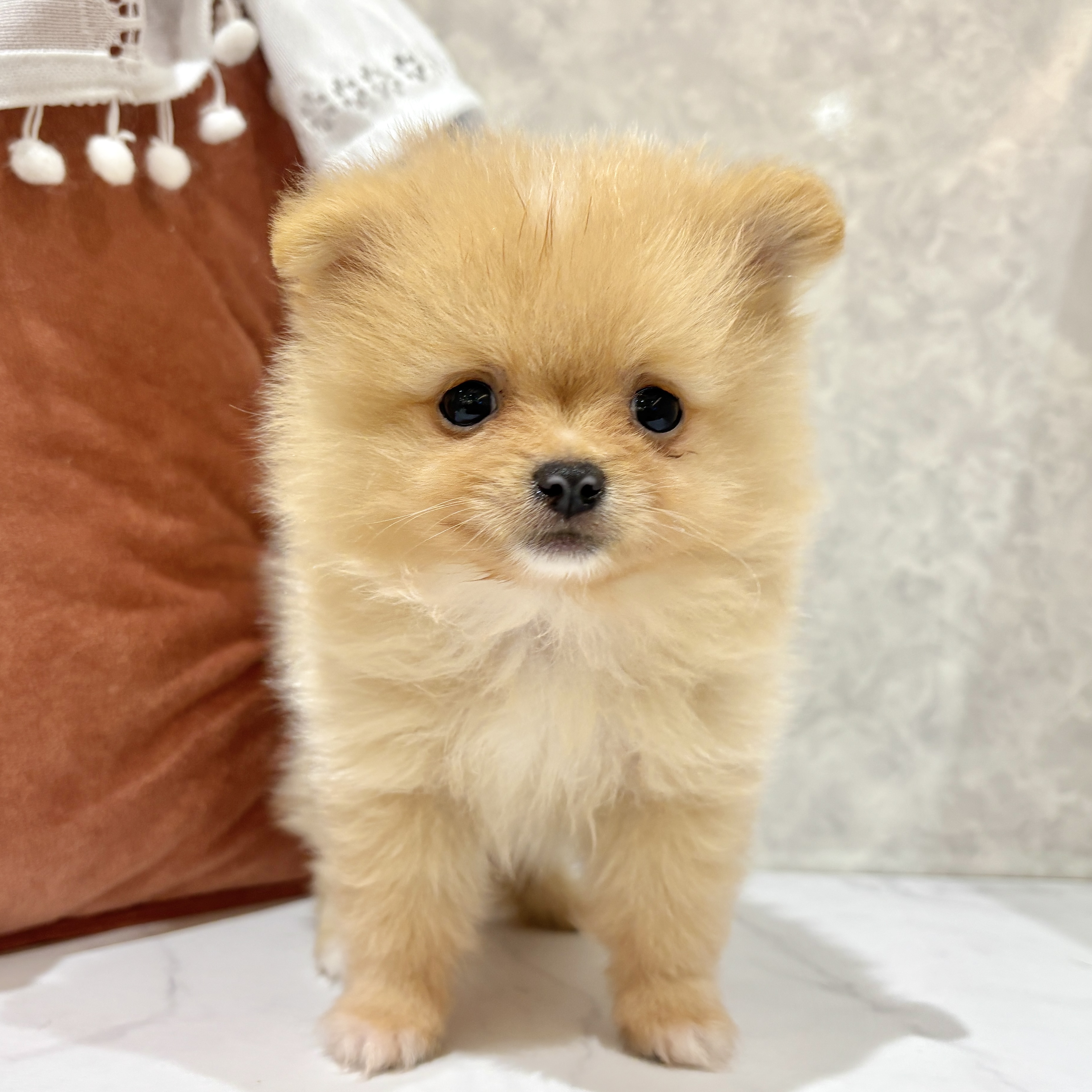 福岡県のポメラニアン (犬の家＆猫の里くりえいと宗像店/2026年3月22日生まれ/男の子/クリーム)の子犬の4枚目の画像