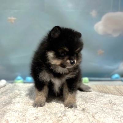 福岡県のポメラニアン (犬の家＆猫の里トリアス久山店/2026年3月18日生まれ/男の子/ブラックタン)の子犬の4枚目の画像
