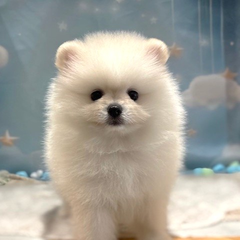 福岡県のポメラニアン (犬の家＆猫の里トリアス久山店/2026年3月22日生まれ/女の子/ホワイト)の子犬の4枚目の画像
