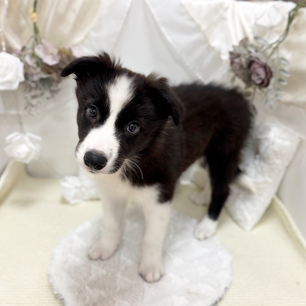 岐阜県のボーダーコリー (犬の家＆猫の里カラフルタウン岐阜店/2026年3月24日生まれ/女の子/ブラックホワイト)の子犬の4枚目の画像